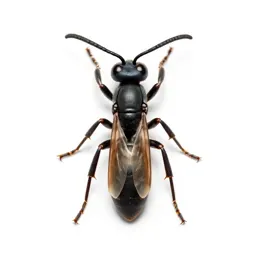 Digger wasp