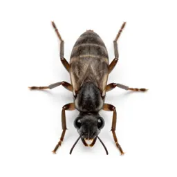 Dog flea