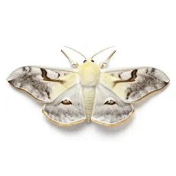 Domestic silkworm moth
