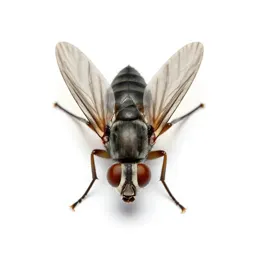 Drosophila