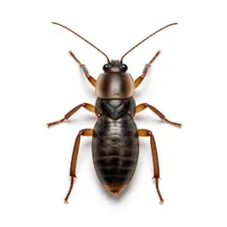 Dry-wood termite