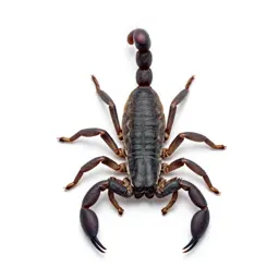 False scorpion