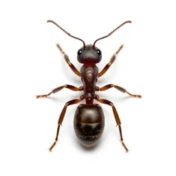 Fire ant