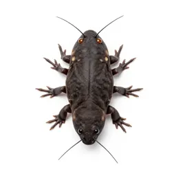 Firebrat