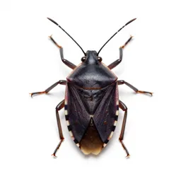 Firebug