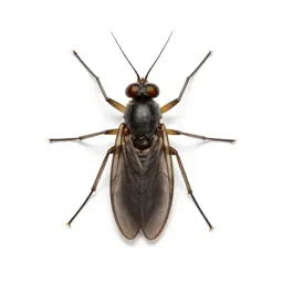 Fish fly