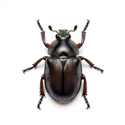 Flea beetle