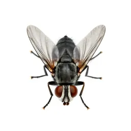 Fly