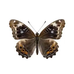Fritillary