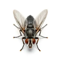 Fruit fly