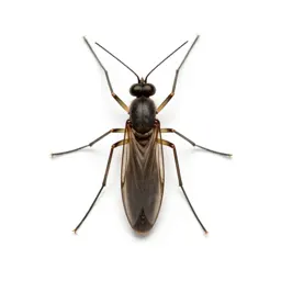 Fungus gnat