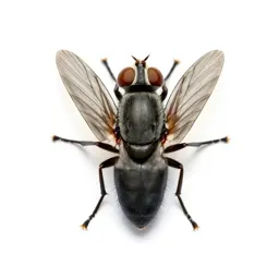 Gadfly