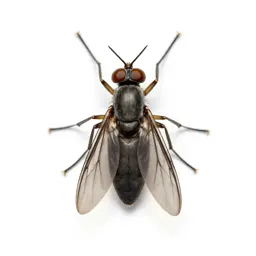 Gall midge