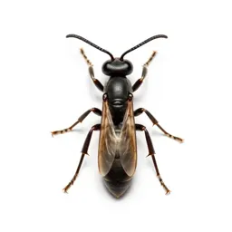 Gall wasp