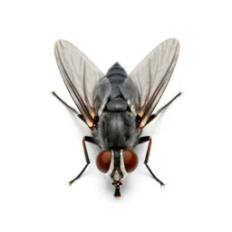 Gallfly