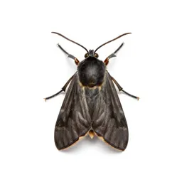 Gelechiid