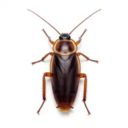 Giant cockroach