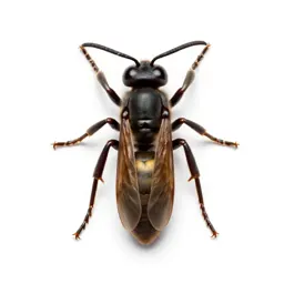 Giant hornet