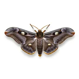 Giant silkworm moth