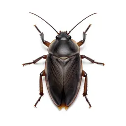 Giant water bug