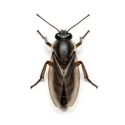 Gnat