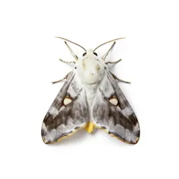 Gold-tail moth