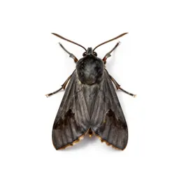 Grain moth