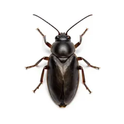 Grape louse