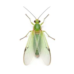Green lacewing