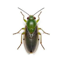 Greenfly