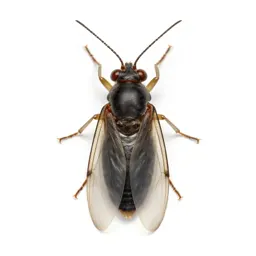 Greenhouse whitefly