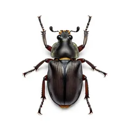 Ground beetle