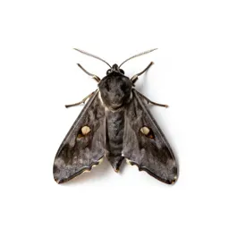 Gypsy moth