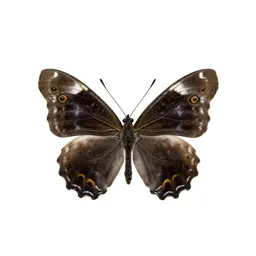 Hairstreak