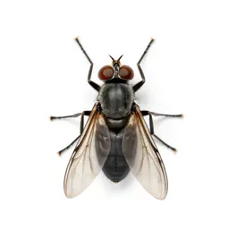 Hanging fly