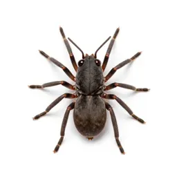 Harvest mite