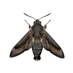 Hawkmoth