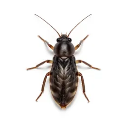 Head louse