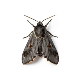 Heliothis moth