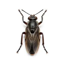 Hemipterous insect