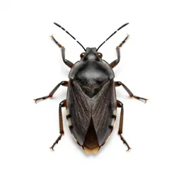 Heteropterous insect