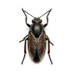 Holometabola