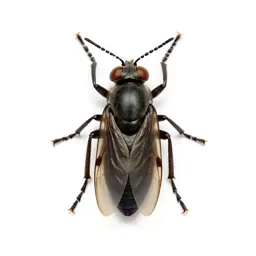 Homopterous insect