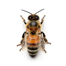 Honeybee
