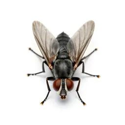 Horn fly