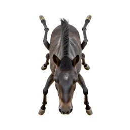 Horse botfly