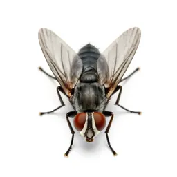 Housefly