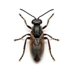 Hymenopterous insect