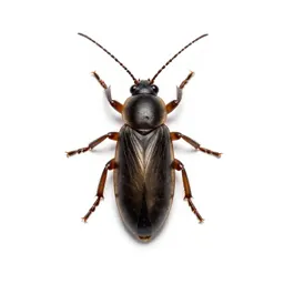 Jumping bristletail
