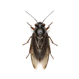 Jumping plant louse